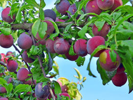 Burbank Plum Tree
