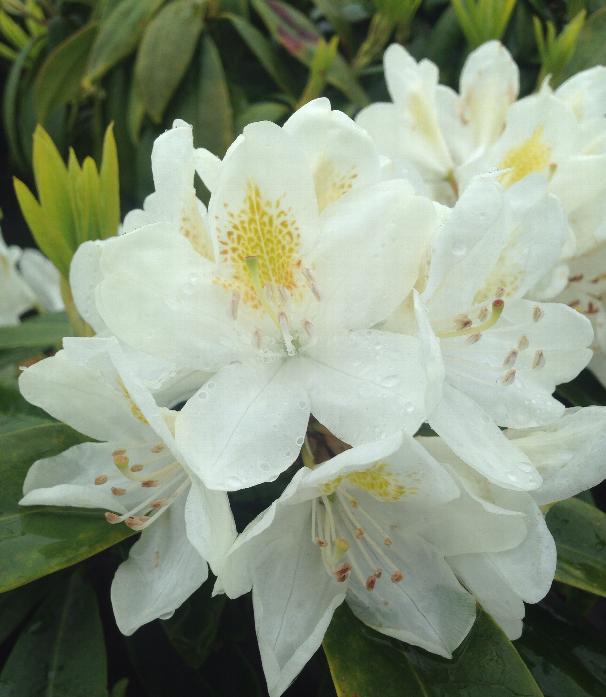 Rhododendron Chinoides
