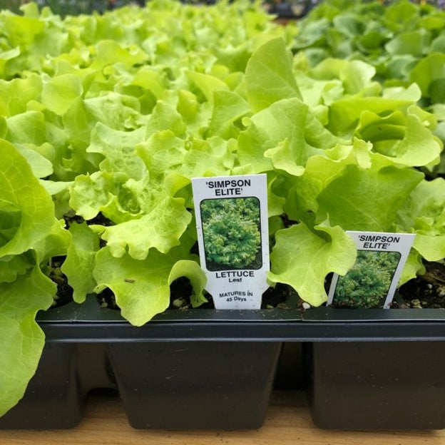 Pepper Sweet Cubanelle