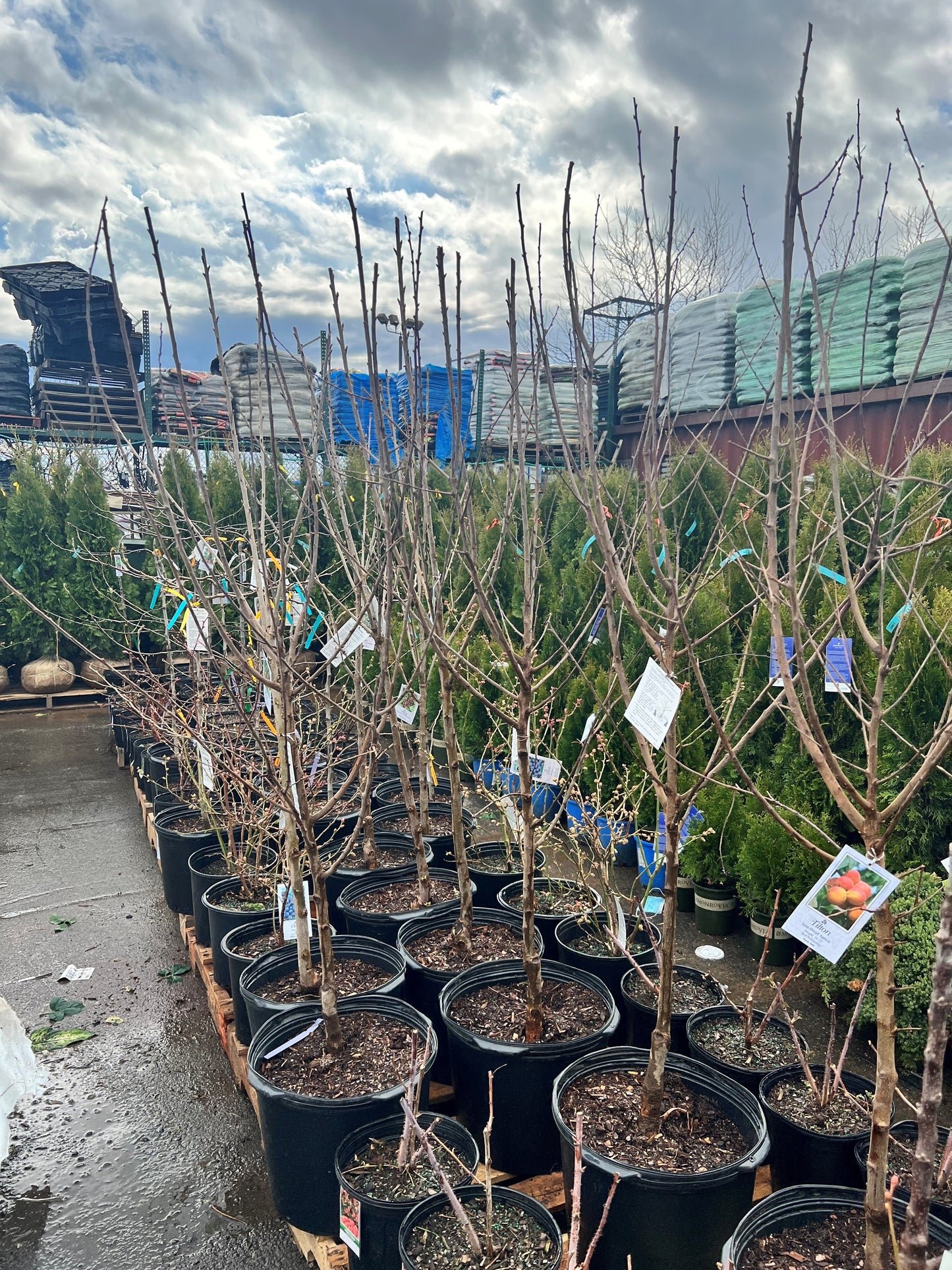 Yellow Delicious Apple Tree