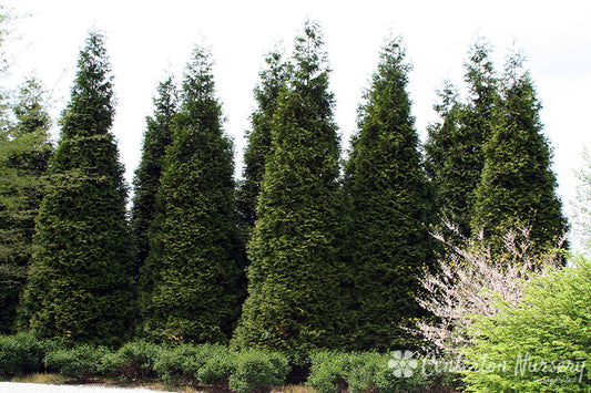 'Green Giant' Hedge Arborvitae