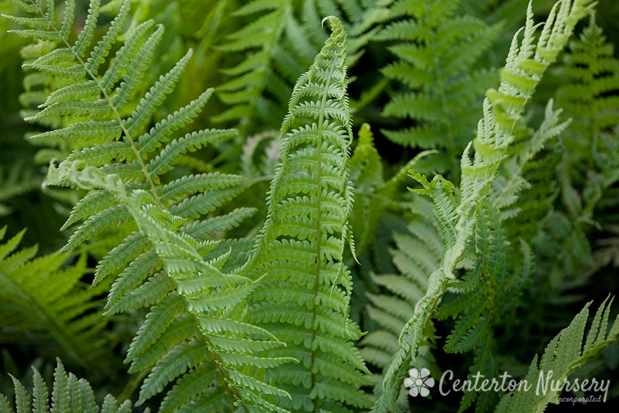 Ostrich Fern