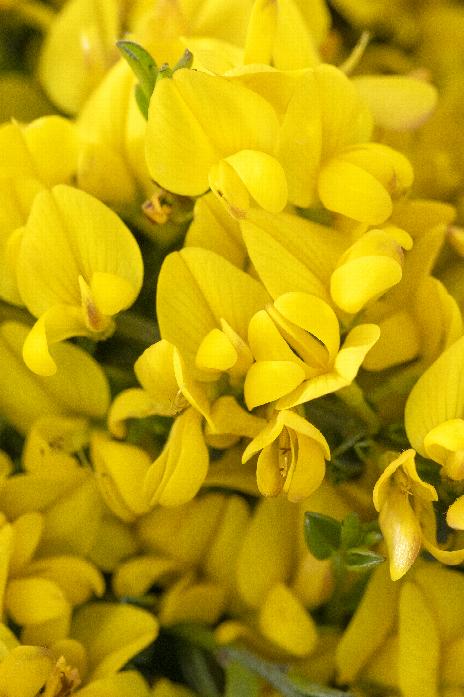 Allgold Scotchbroom