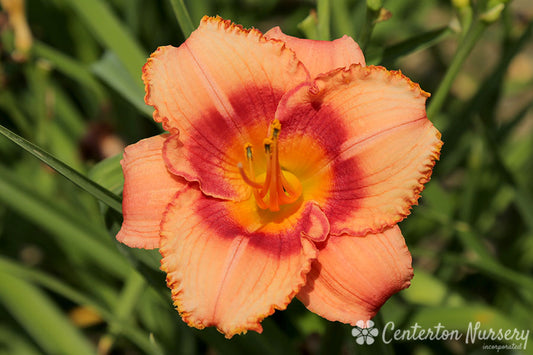 'Strawberry Candy' Trophytaker Daylily