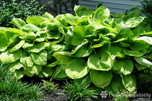 'Sum & Substance' Hosta