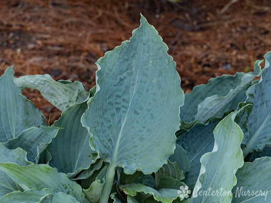 'Wind Beneath My Wings' Hosta