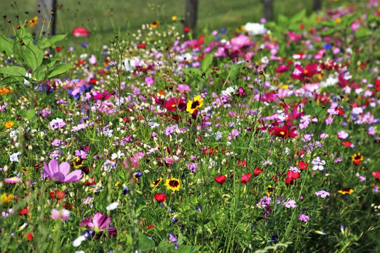 Exploring Brooklyn's Native Wildflowers