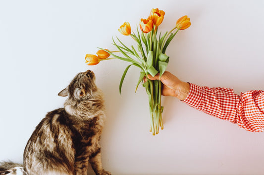 Pet-Friendly Flowers: Safe Blooms for Your Furry Friends
