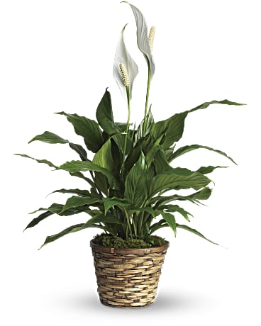 TF Simply Elegant Peace Lily