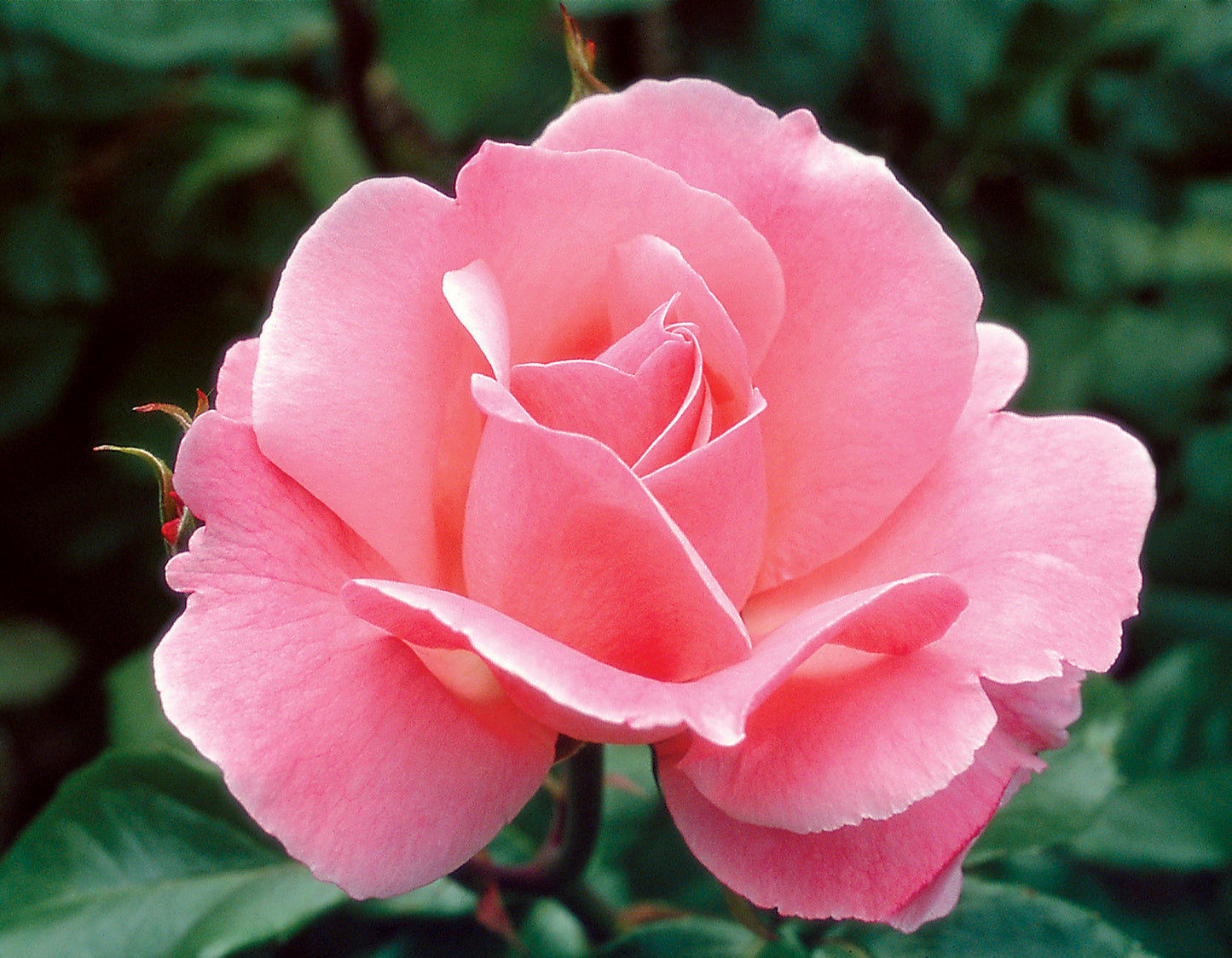 Queen Eliizabeth Grandiflora Rose