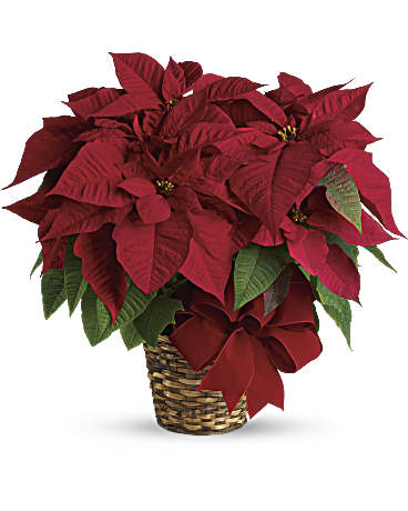 Red Poinsettia