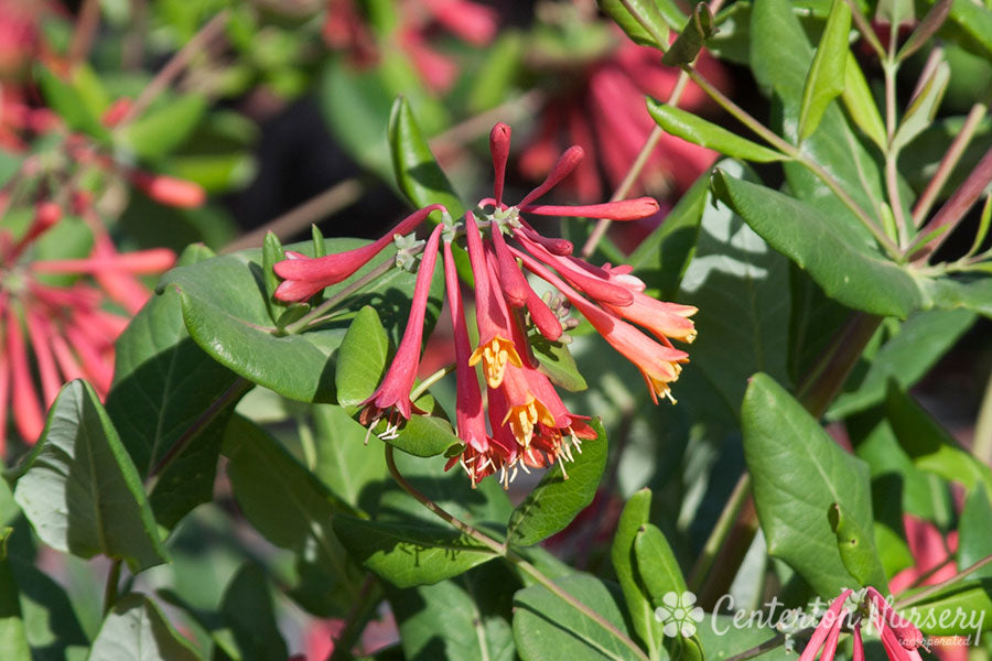 'Alabama Crimson' Honeysuckle Vine