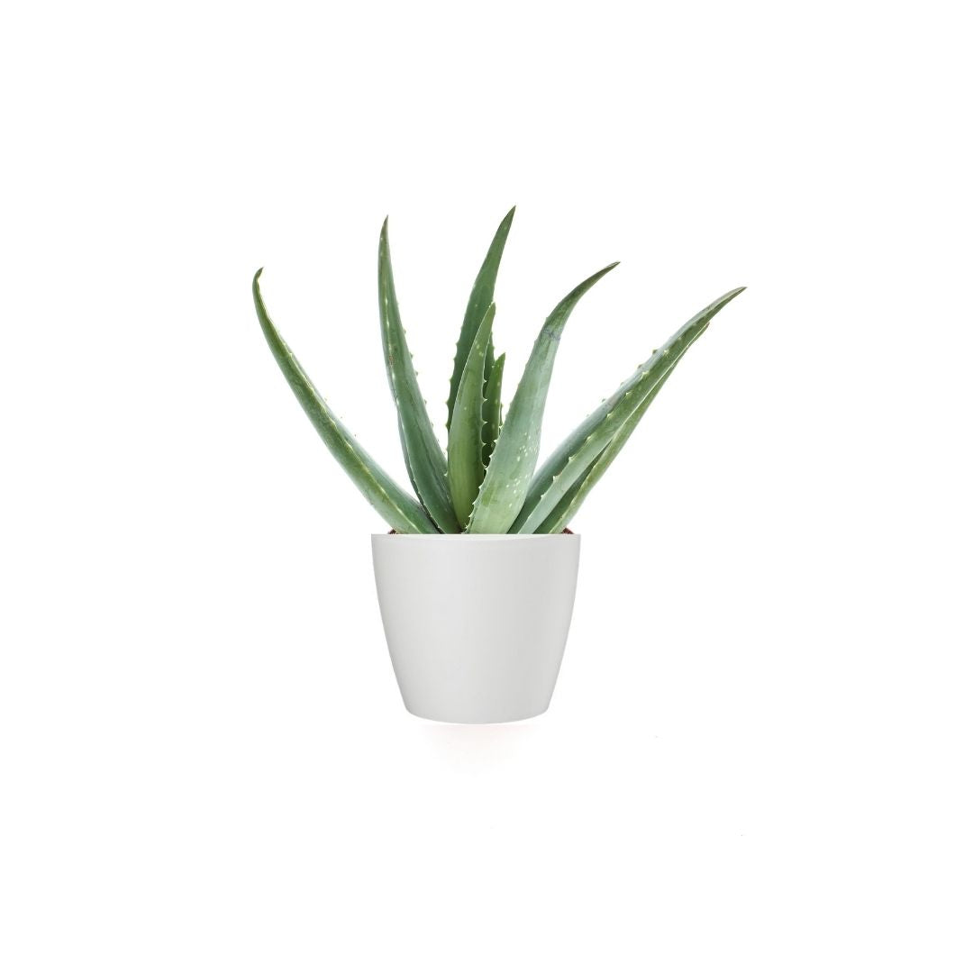 Aloe Vera - Indoor Plants