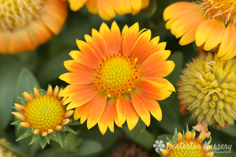 'Arizona Apricot' Blanket Flower