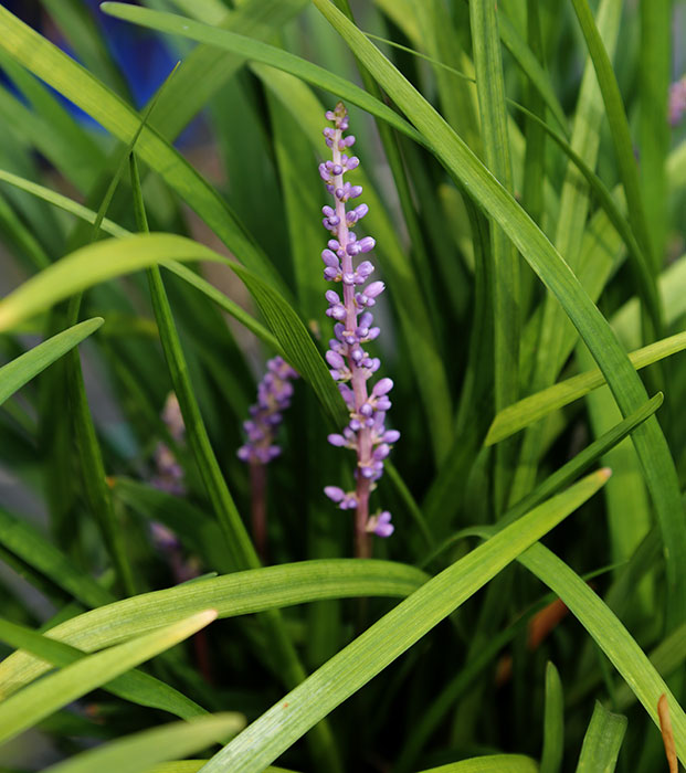 'Big Blue' Lily Turf Grass