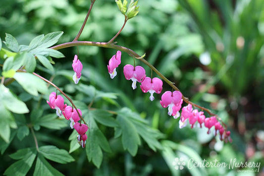 Old-Fashioned Bleeding Heart