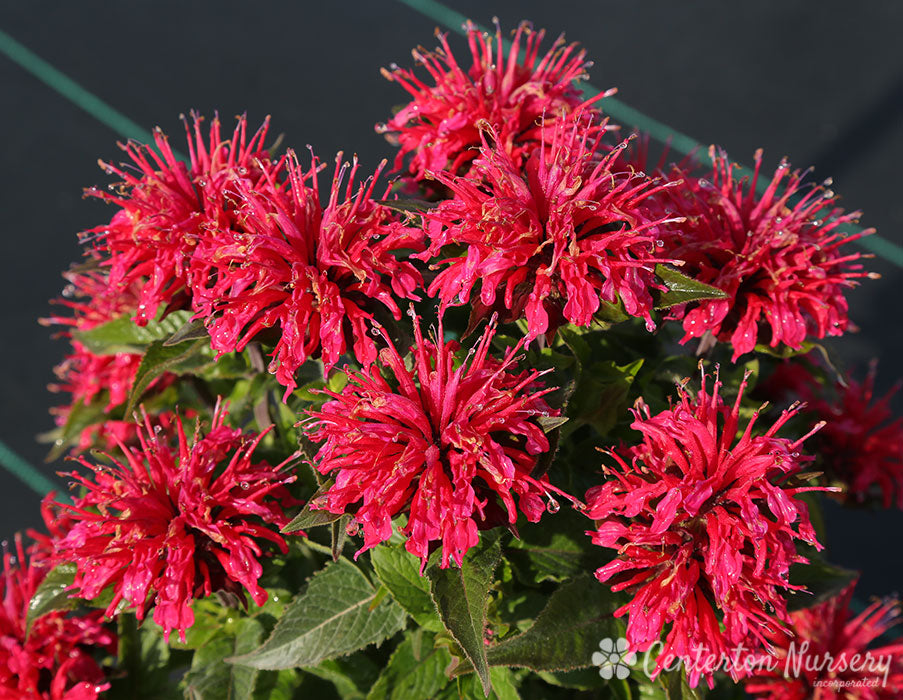 'Cherry Pops' Bee Balm