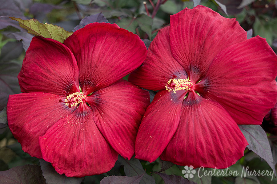 Head Over Heels 'Desire' Hardy Hibiscus