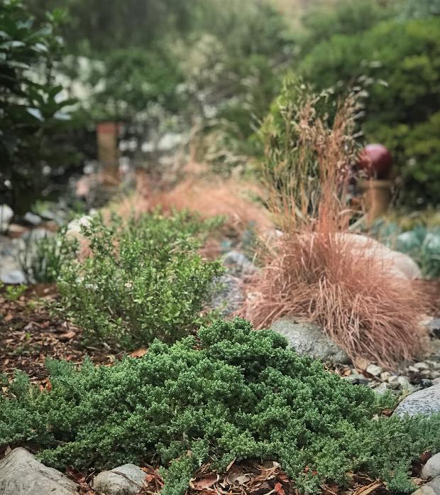 Dwarf Japanese Garden Juniper