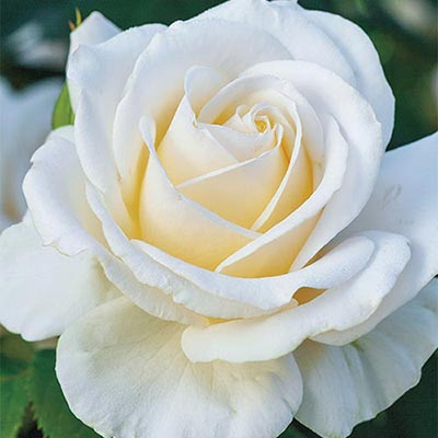 Garden center in Brooklyn, buy white garden roses
