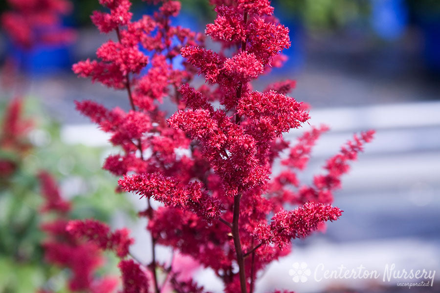 'Fanal' Red Astilbe