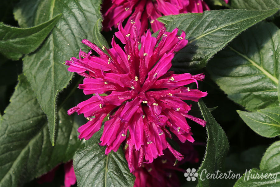 'Grape Gumball' Bee Balm