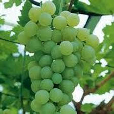 Himrod Seedlelss Grape