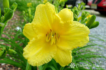 'Happy Returns' Reblooming Daylily