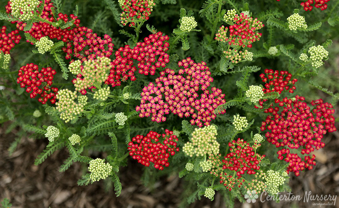 ‘New Vintage Red’ Yarrow