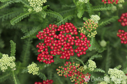 ‘New Vintage Red’ Yarrow