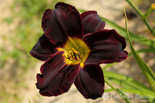 'Jungle Beauty' Trophytaker Daylily