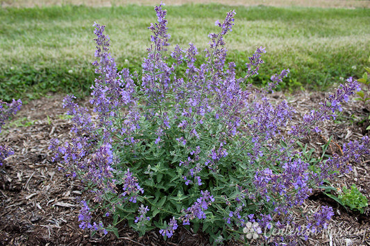 'Junior Walker' Low Catmint