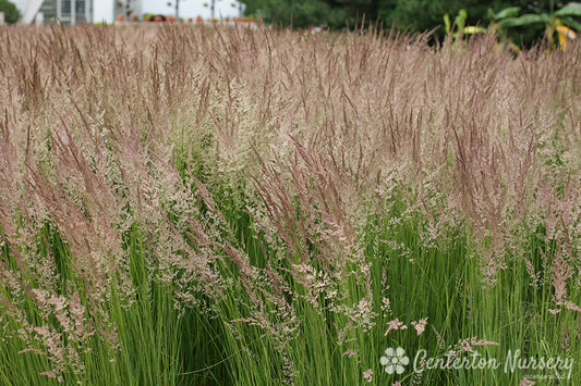 'Karl Foerster' Feather Reed Grass