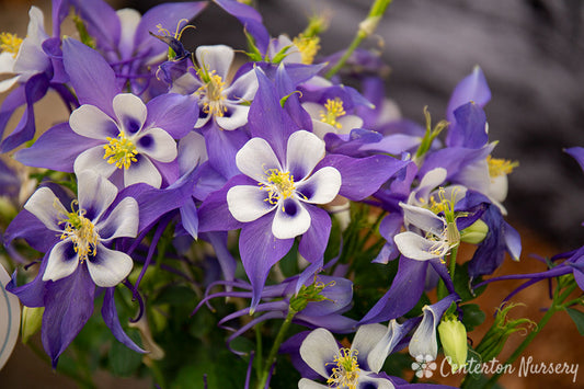 Kirigami 'Blue & White' Columbine