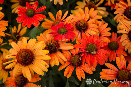 'Kismet Intense Orange' Coneflower