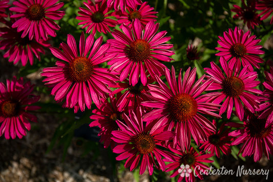 'Kismet Raspberry' Coneflower