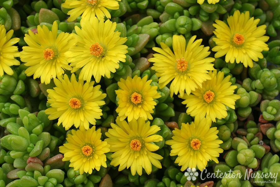 Lemon Ice Hardy Ice Plant