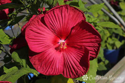 'Luna Red' Hibiscus