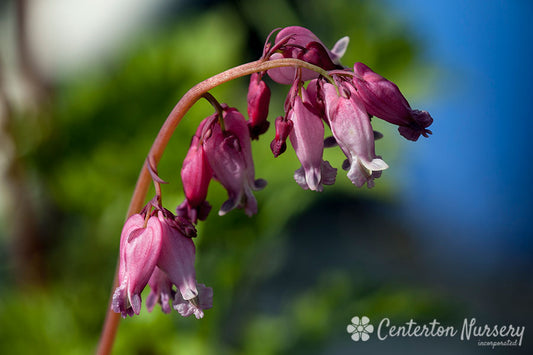 'Luxuriant' Reblooming Bleeding Heart