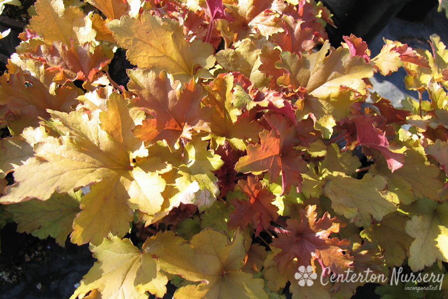 'Marmalade' Coral Bells