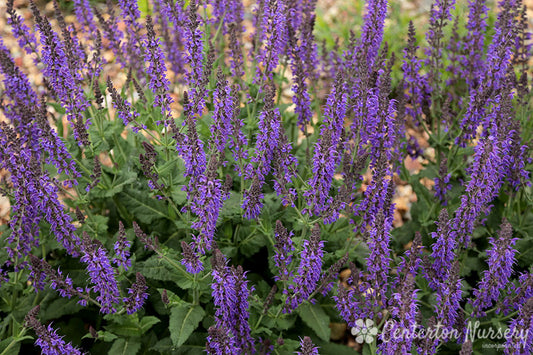 'May Night' Sage