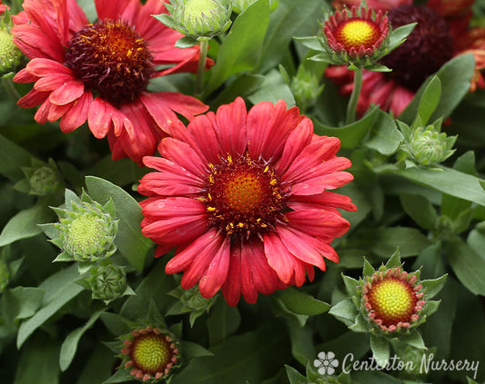 'Mesa Red' Blanket Flower