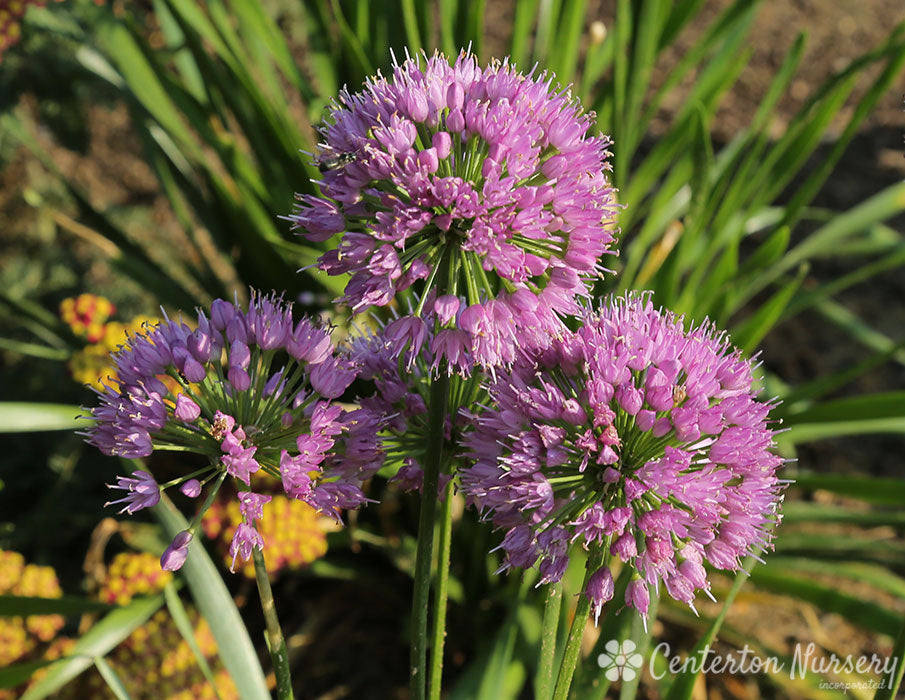 'Millenium' Flowering Onion