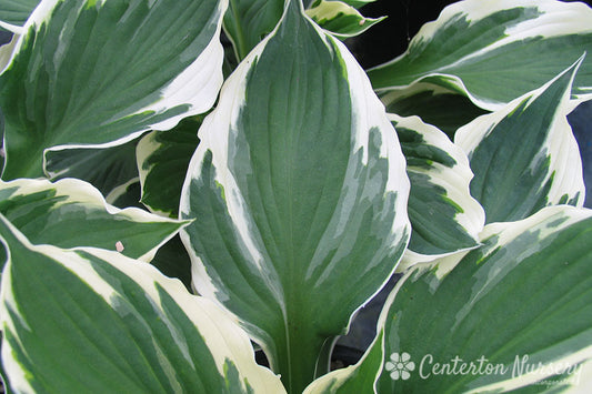 'Minuteman' Hosta