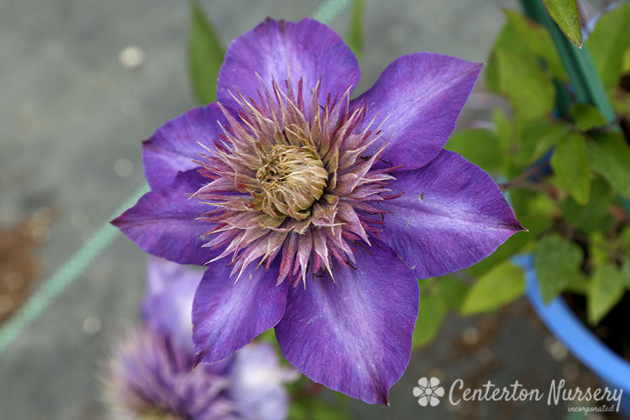 'Multi-Blue' Double-Flowering Clematis Vine