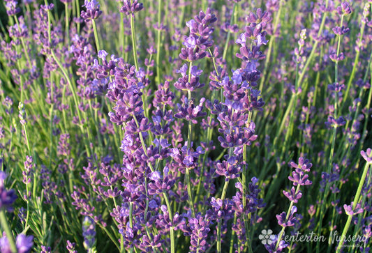 'Munstead' Lavendar