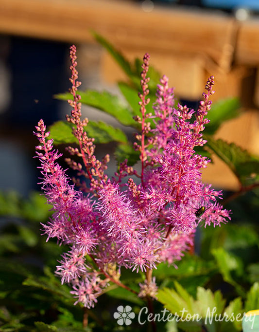 'Nemo' Astilbe