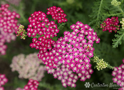 'New Vintage Violet' Yarrow