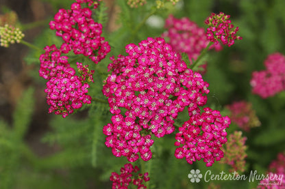 'New Vintage Violet' Yarrow