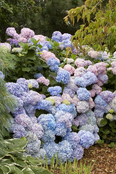 Nikko Blue Hydrangea